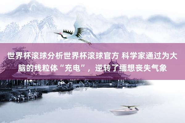 世界杯滚球分析世界杯滚球官方 科学家通过为大脑的线粒体“充电”，逆转了缅想丧失气象